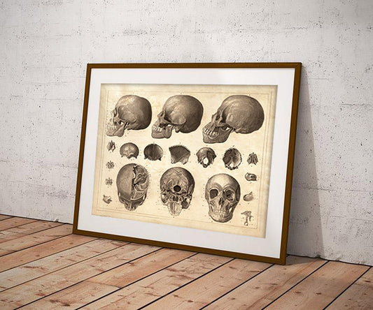 Anatomy of Skulls Wall Decor Poster