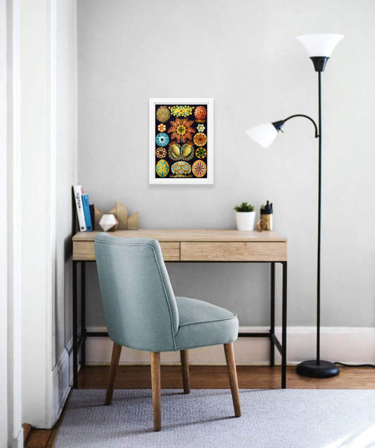 Ascidiae Drawing (1899) by Ernst Haeckel Poster