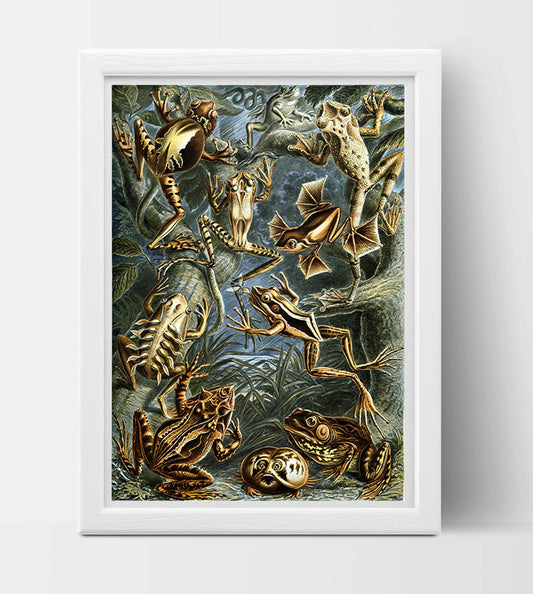 Batrachia (Frogs) Drawing (1899) by Ernst Haeckel Poster