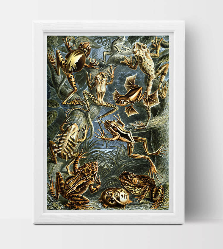 Batrachia (Frogs) Drawing (1899) by Ernst Haeckel Poster