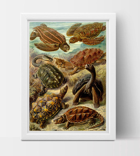 Chelonia (Turtles) Drawing (1904) by Ernst Haeckel Poster