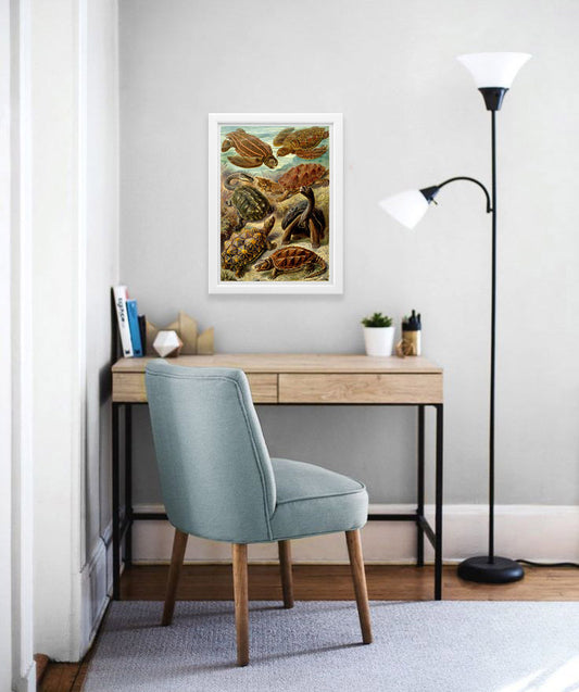 Chelonia (Turtles) Drawing (1904) by Ernst Haeckel Poster