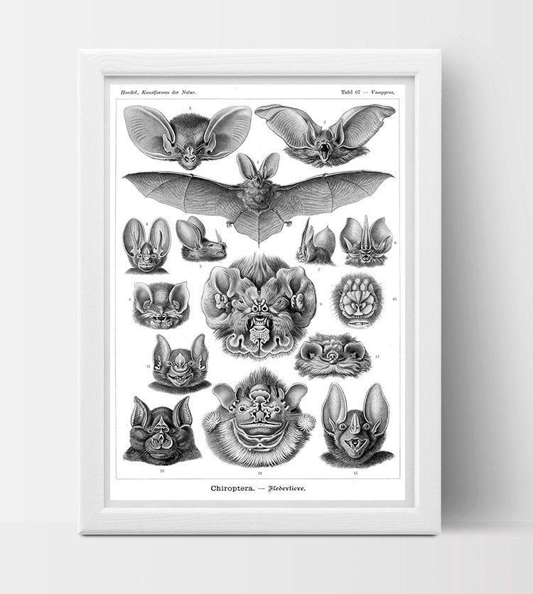 Chiroptera (Bats) Drawing (1904) by Ernst Haeckel Poster