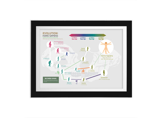 Evolution: Homo Sapiens Wall Decor Poster