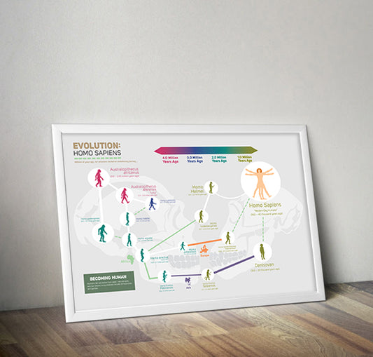 Evolution: Homo Sapiens Wall Decor Poster
