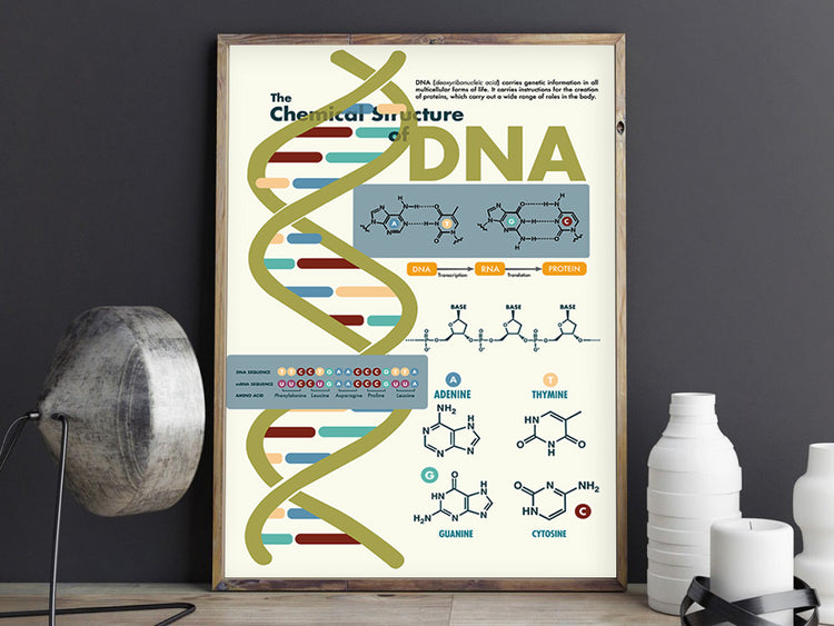 The Chemical Structure of DNA Poster