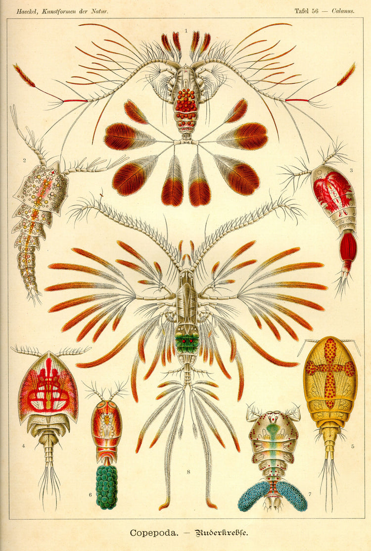 Copepoda Drawing (1904) by Ernst Haeckel Poster