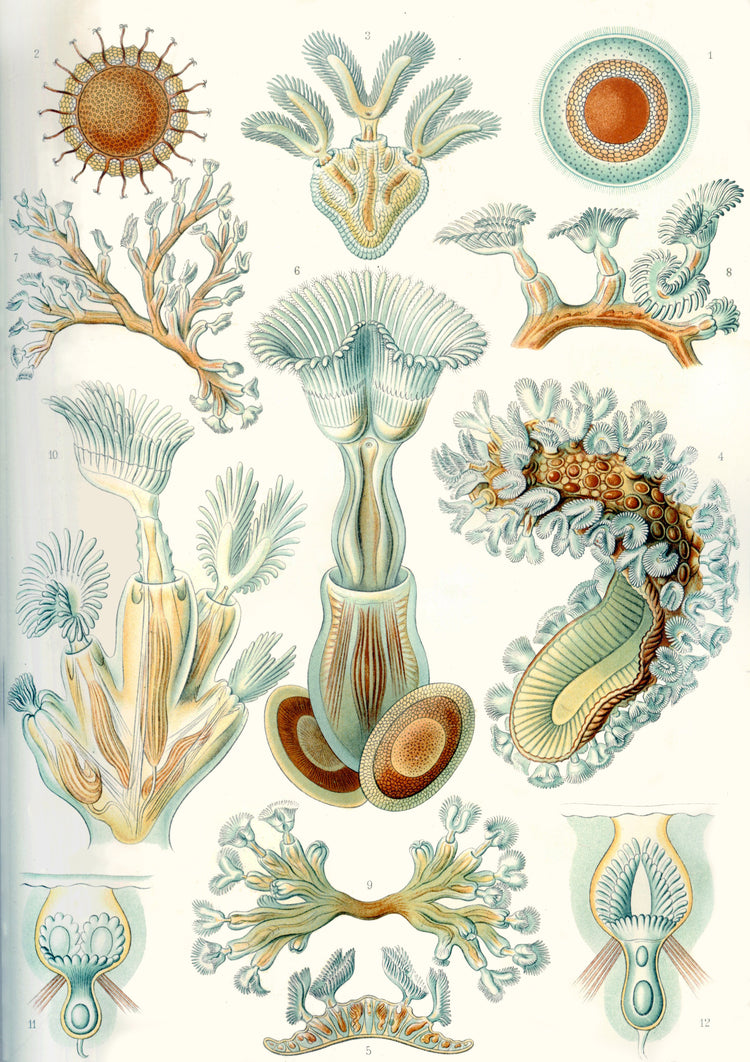 Bryozoa Drawing (1899) by Ernst Haeckel Poster