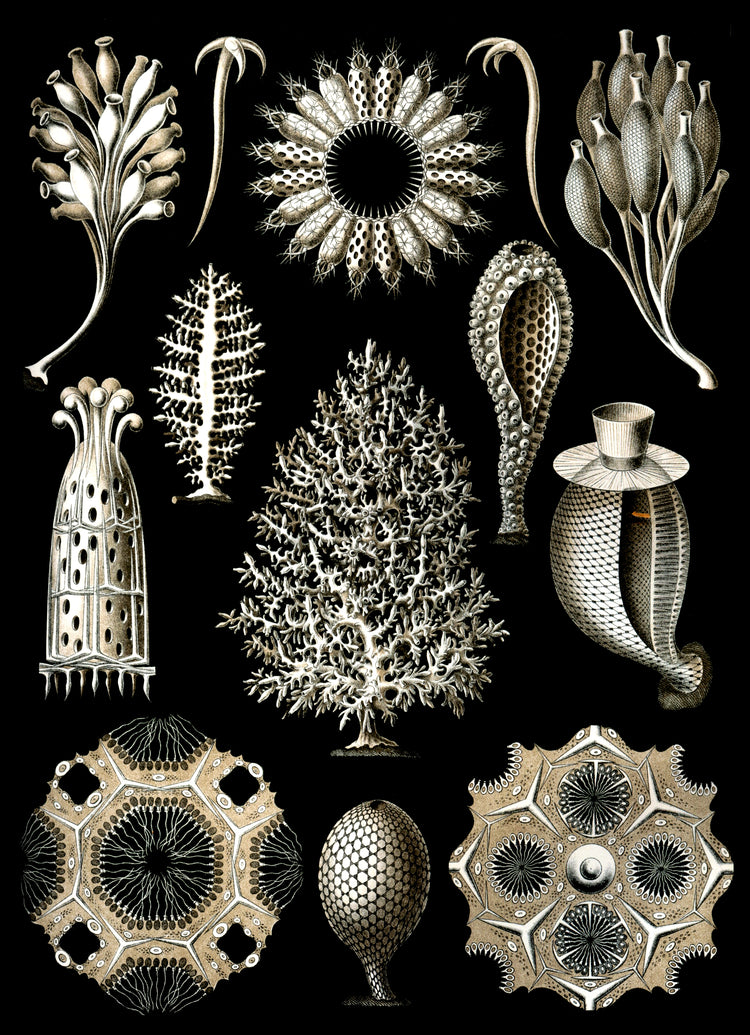 Calcispongiae Drawing (1904) by Ernst Haeckel Poster