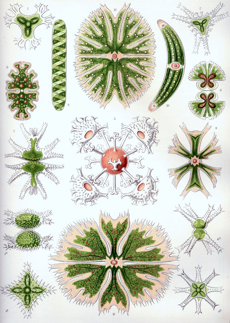 Desmidiea Drawing (1904) by Ernst Haeckel Poster
