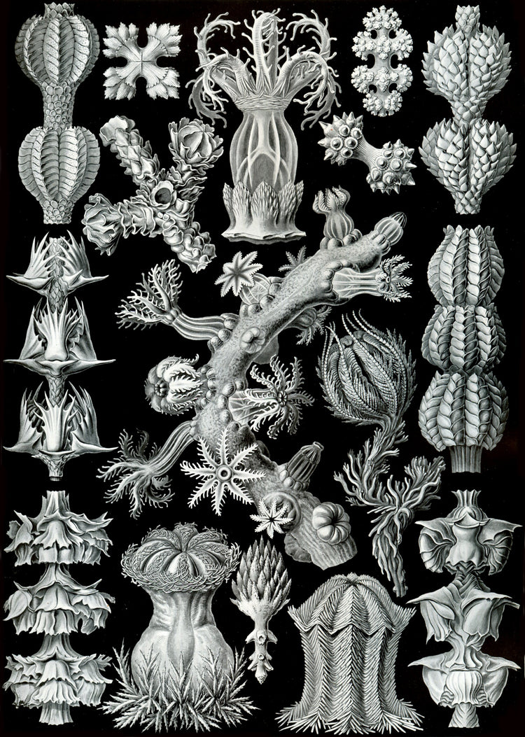 Gorgonida Drawing (1904) by Ernst Haeckel Poster