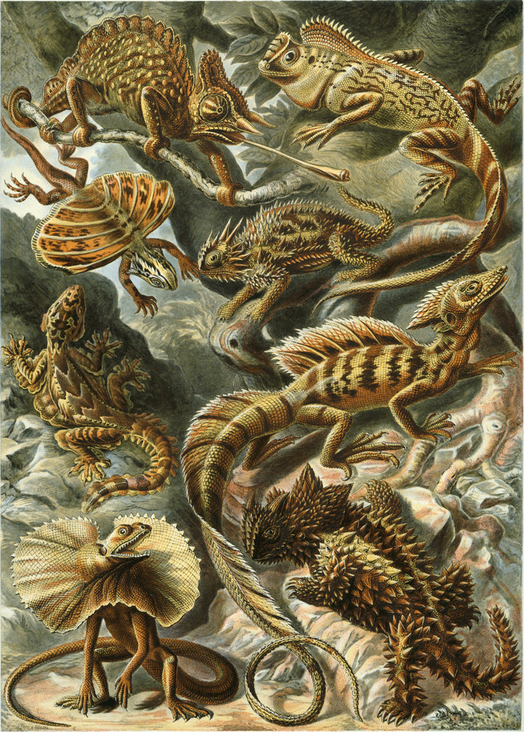 Lacertilia (Lizards) Drawing (1904) by Ernst Haeckel Poster