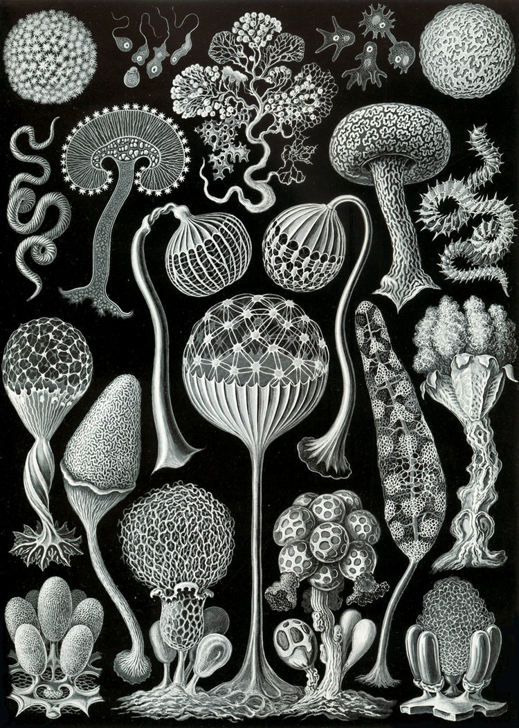 Mycetozoa Drawing (1904) by Ernst Haeckel Poster