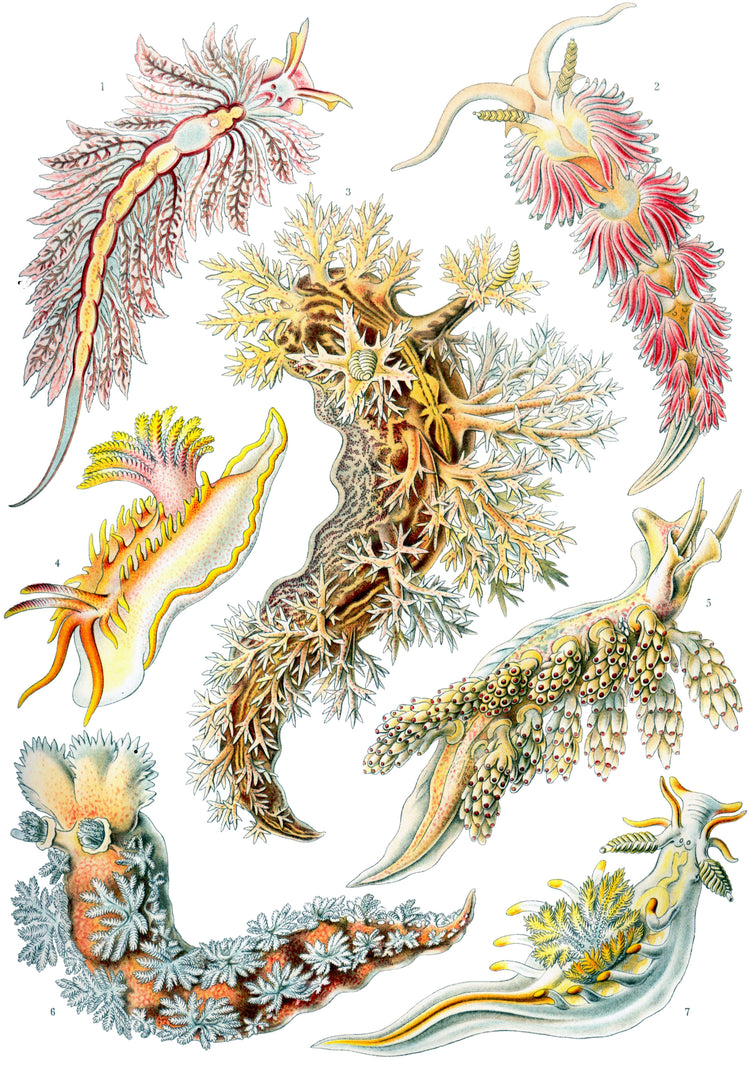 Nudibranchia Drawing (1899) by Ernst Haeckel Poster