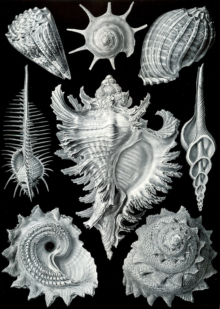 Prosobranchia Drawing (1904) by Ernst Haeckel Poster