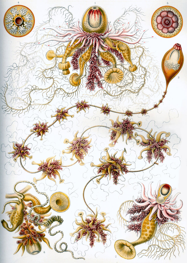 Siphonophorae Drawing (1904) by Ernst Haeckel Poster