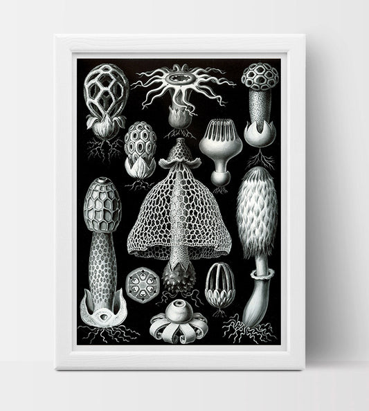 Basimycetes (Mushrooms) Drawing (1904) by Ernst Haeckel Poster
