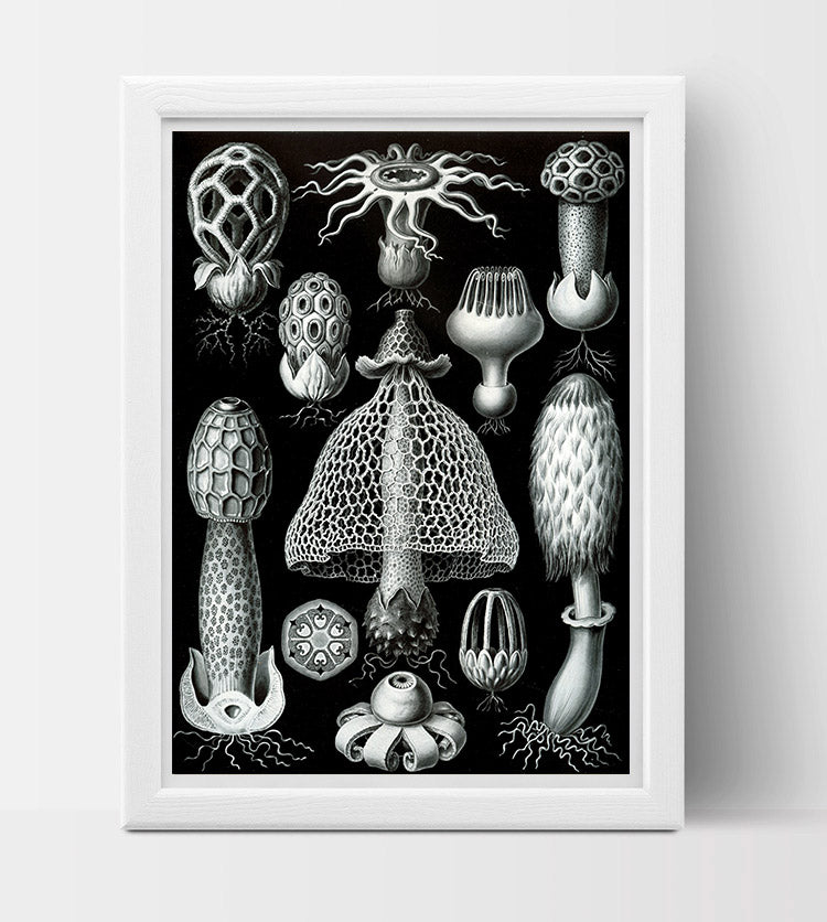 Basimycetes (Mushrooms) Drawing (1904) by Ernst Haeckel Poster