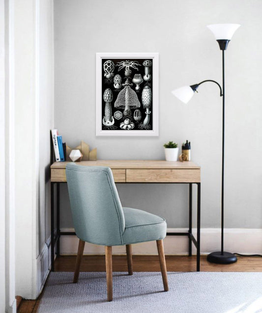 Basimycetes (Mushrooms) Drawing (1904) by Ernst Haeckel Poster