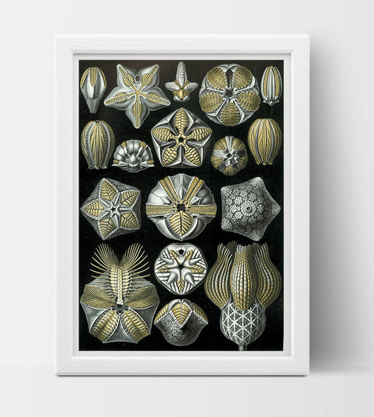 Blastoidea Drawing (1904) by Ernst Haeckel Poster