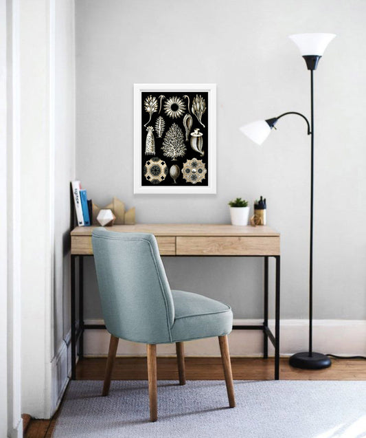 Calcispongiae Drawing (1904) by Ernst Haeckel Poster