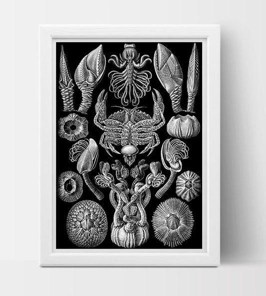Cirripedia (Barnacles) Drawing (1904) by Ernst Haeckel Poster