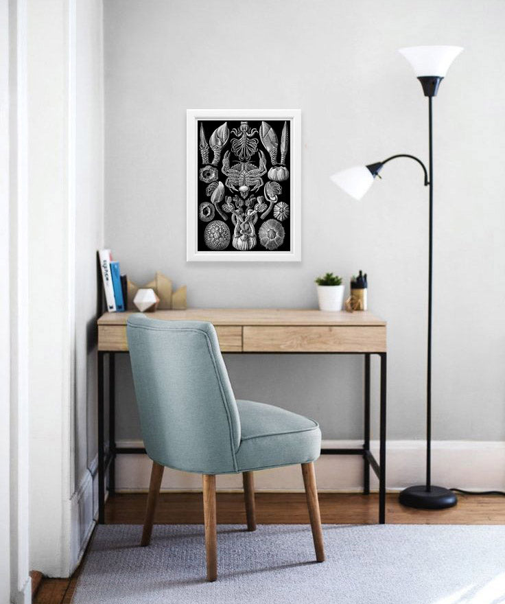 Cirripedia (Barnacles) Drawing (1904) by Ernst Haeckel Poster