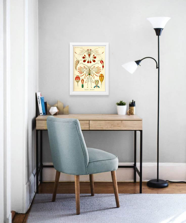 Copepoda Drawing (1904) by Ernst Haeckel Poster