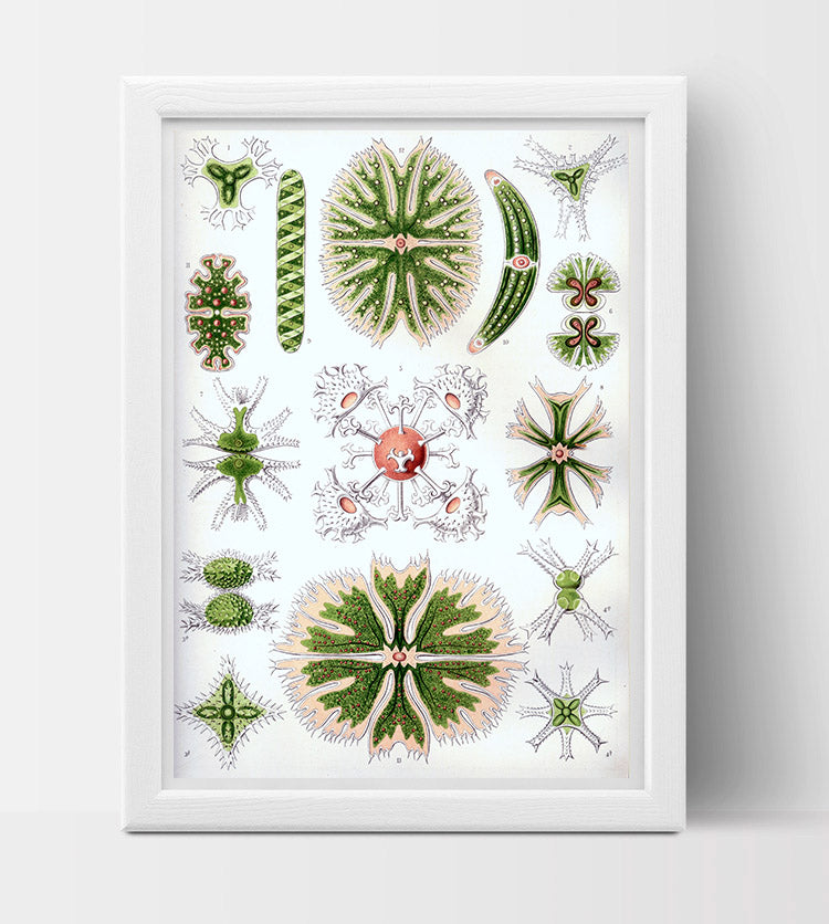 Desmidiea Drawing (1904) by Ernst Haeckel Poster