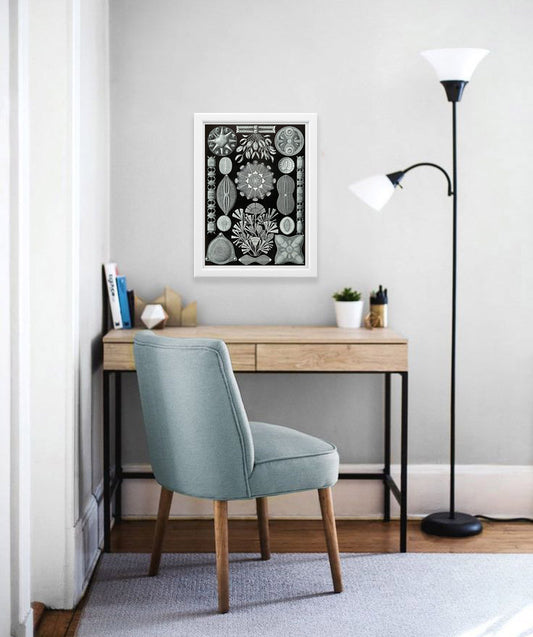 Diatomea Drawing (1904) by Ernst Haeckel Poster