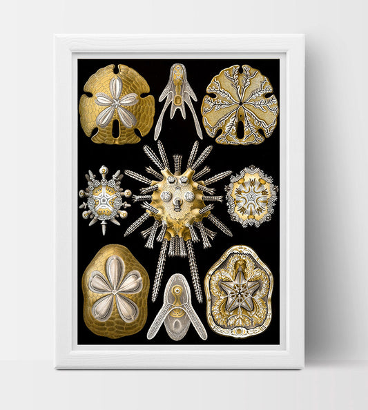 Echinidea Drawing (1899) by Ernst Haeckel Poster