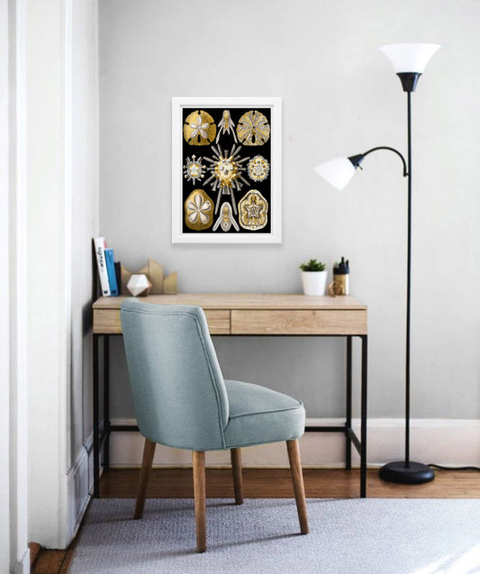 Echinidea Drawing (1899) by Ernst Haeckel Poster