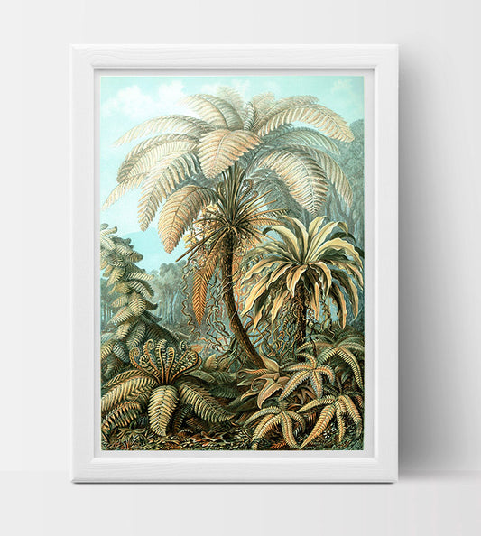 Filicinae Drawing (1904) by Ernst Haeckel Poster