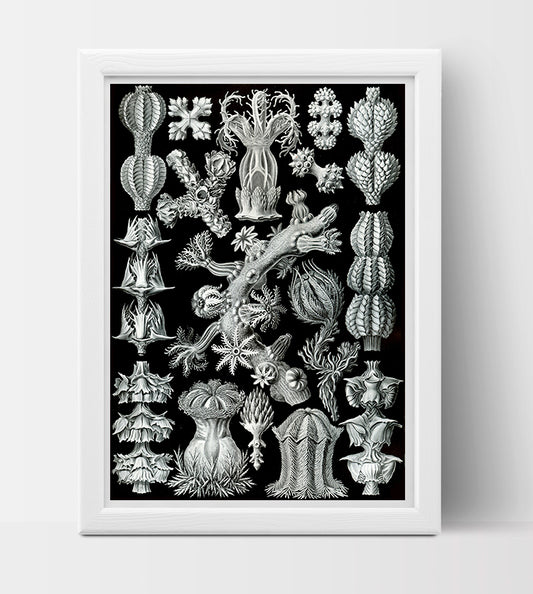 Gorgonida Drawing (1904) by Ernst Haeckel Poster