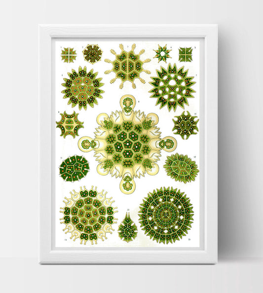 Melethallia Drawing (1904) by Ernst Haeckel Poster