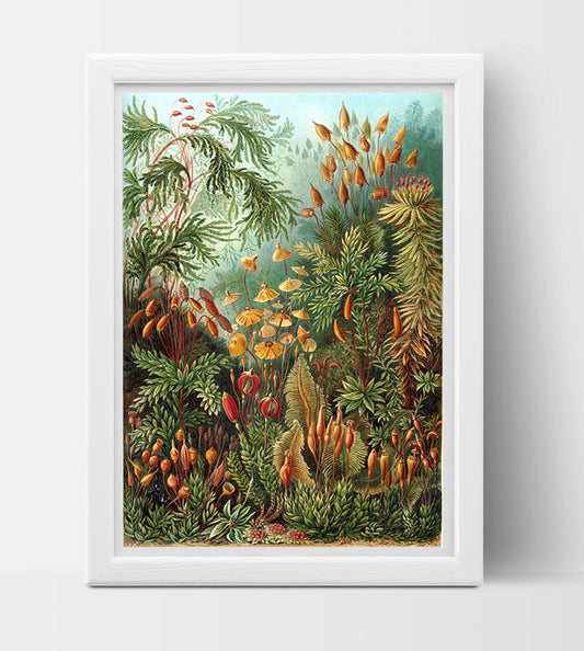 Muscinae Drawing (1904) by Ernst Haeckel Poster