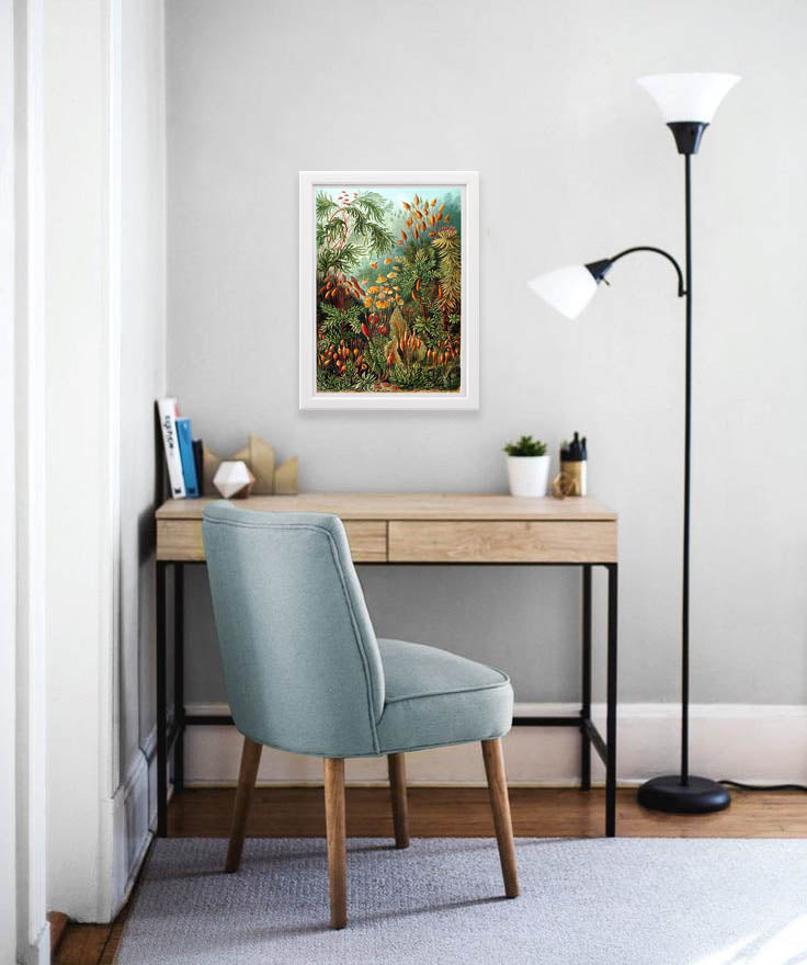 Muscinae Drawing (1904) by Ernst Haeckel Poster