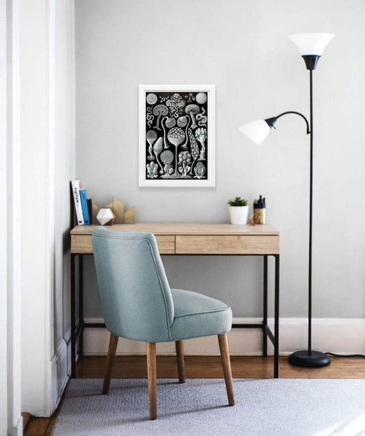 Mycetozoa Drawing (1904) by Ernst Haeckel Poster