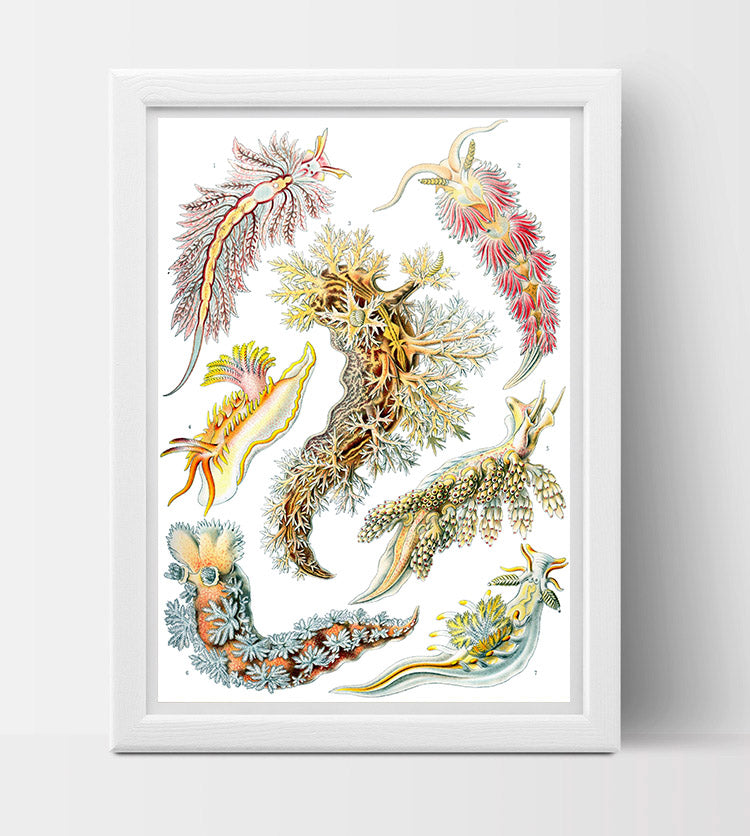 Nudibranchia Drawing (1899) by Ernst Haeckel Poster