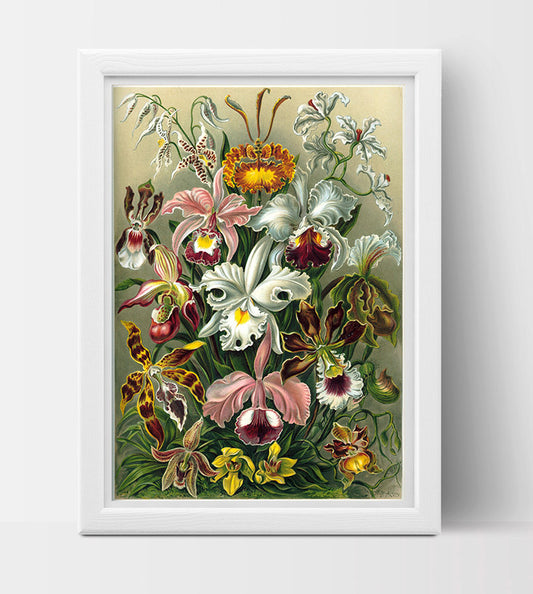 Orchidae Drawing (1899) by Ernst Haeckel Poster