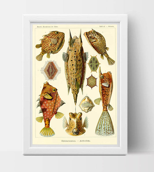 Ostraciontes Drawing (1904) by Ernst Haeckel Poster