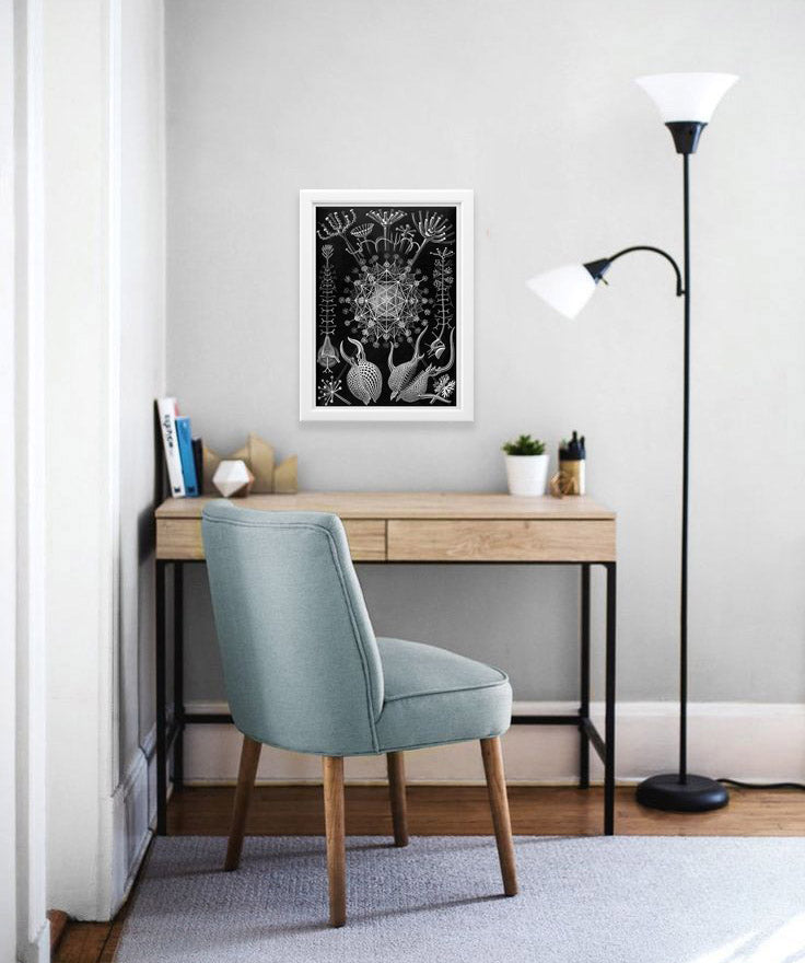 Phaeodaria Drawing (1899) by Ernst Haeckel Poster