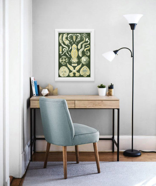 Platodes Drawing (1904) by Ernst Haeckel Poster