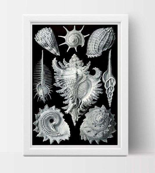 Prosobranchia Drawing (1904) by Ernst Haeckel Poster
