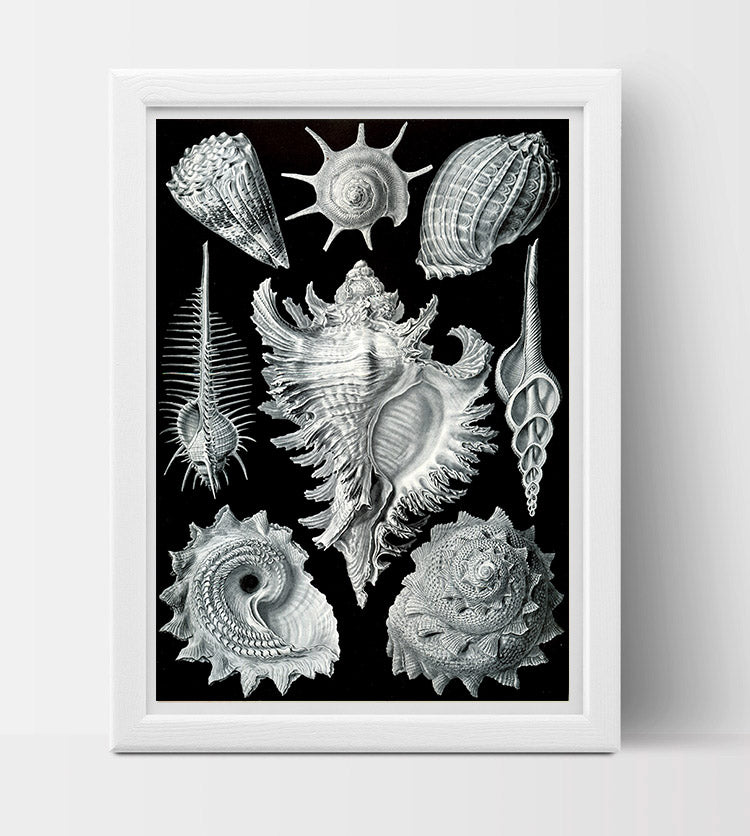 Prosobranchia Drawing (1904) by Ernst Haeckel Poster