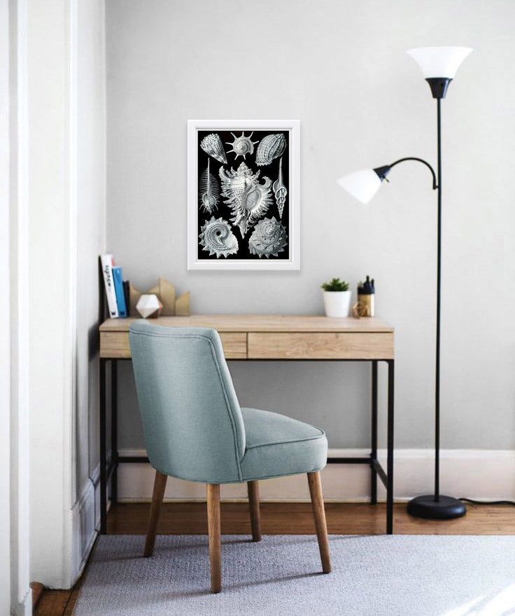 Prosobranchia Drawing (1904) by Ernst Haeckel Poster