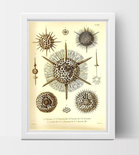 Radiolaria Drawing by Ernst Haeckel Poster