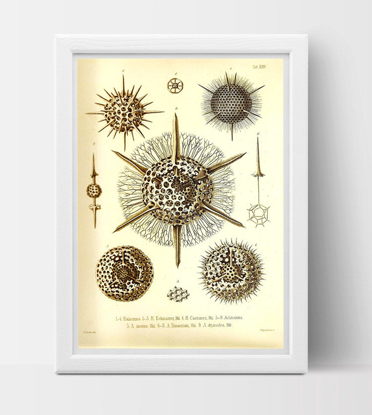 Radiolaria Drawing by Ernst Haeckel Poster