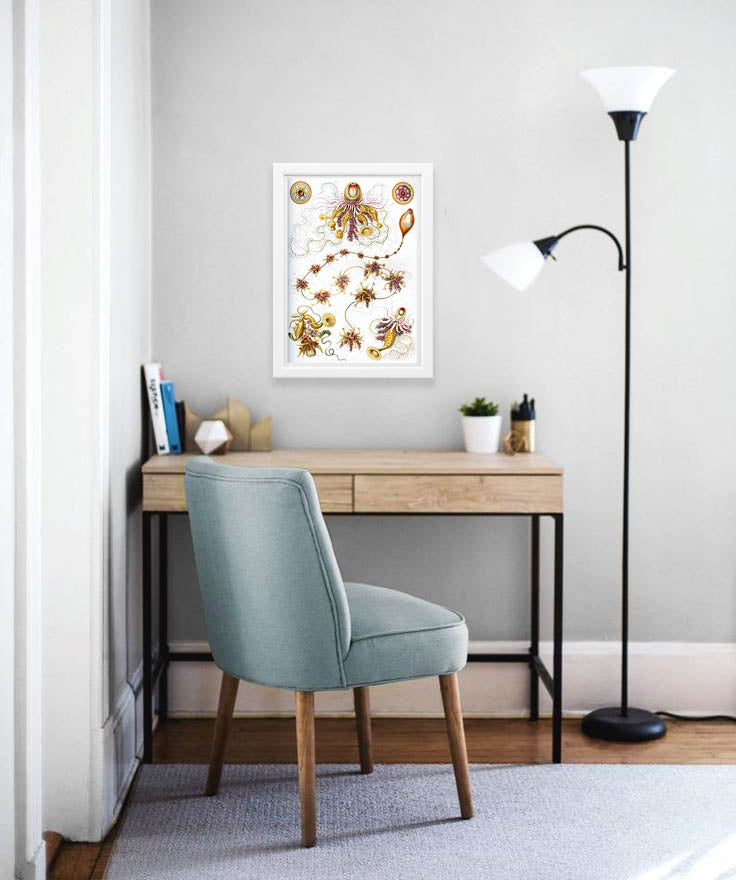 Siphonophorae Drawing (1904) by Ernst Haeckel Poster