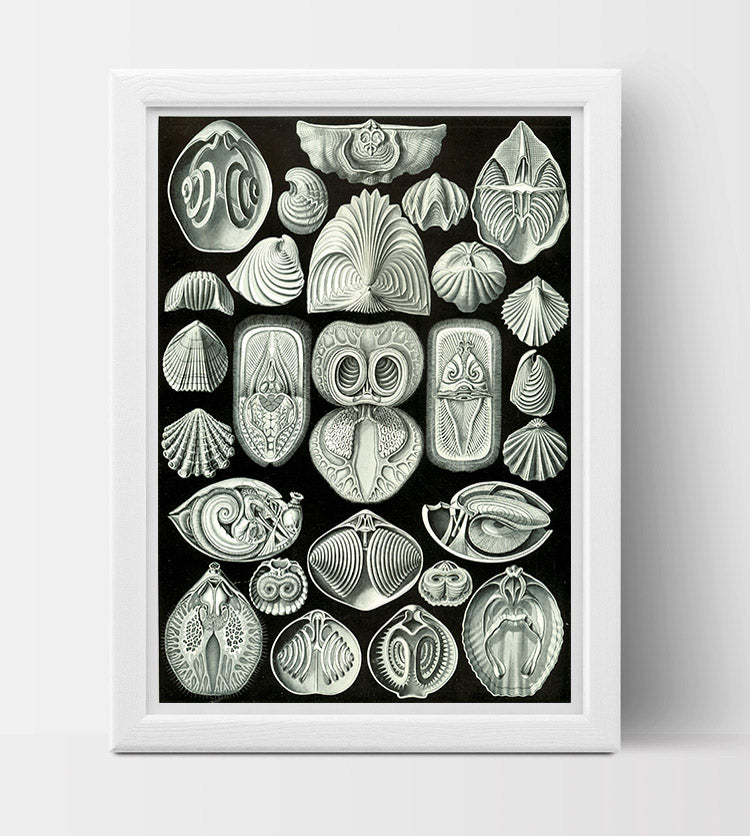 Spirobranchia Drawing (1904) by Ernst Haeckel Poster